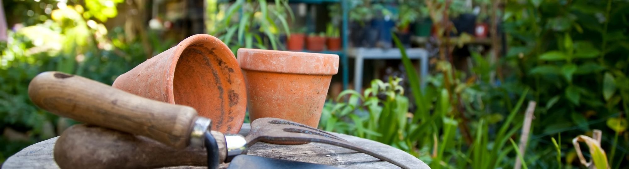 Meet Richard - The Elms Gardening Volunteer