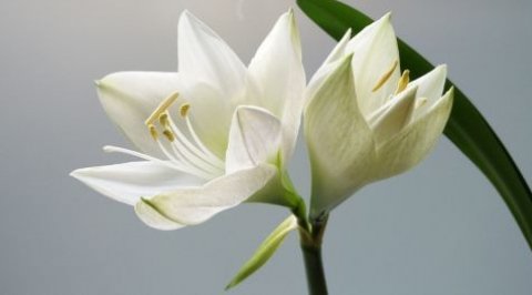 Grief and Bereavement