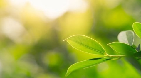 Nature: Connect this Season